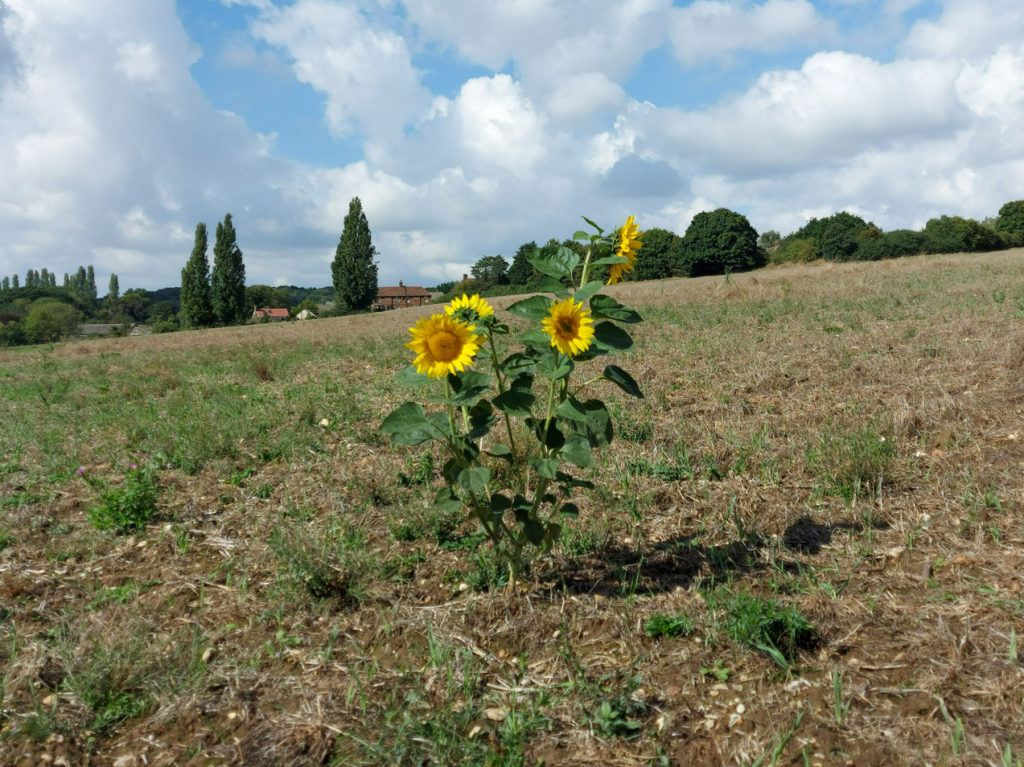 Sunflowers and Seeds of Hope Eastern Baptist Association
